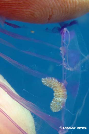 Plongée sur les récifs de nosy be